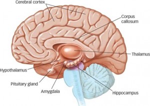 brain-amygdala